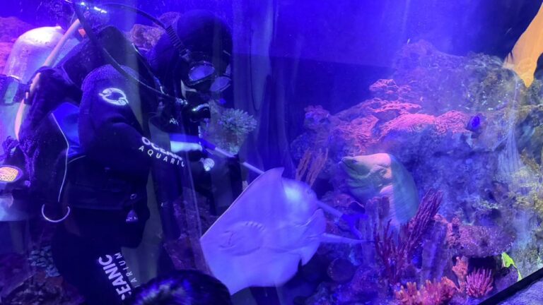 8 de Março: Mulheres que fazem a diferença nos bastidores do Oceanic Aquarium