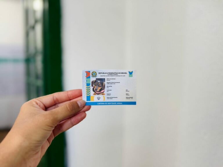 Cadastro gratuito no SinPatinhas é disponibilizado para identificação de pets em Itapema