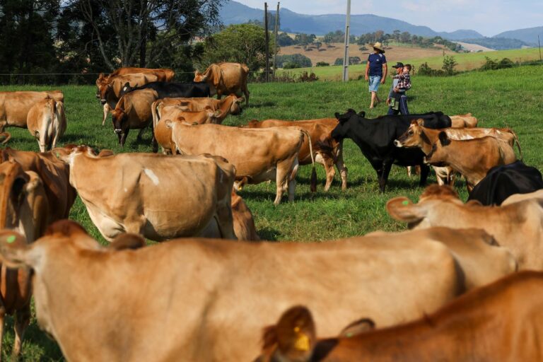 BRDE supera mais de R$650 milhões em crédito para micros e pequenas empresas em Santa Catarina
