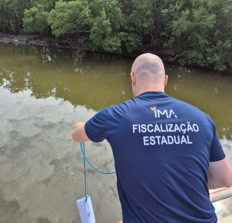 Mortandade de manjubinhas é registrada no Manguezal do Itacorubi