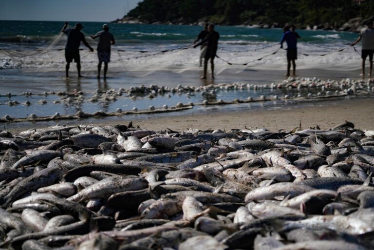Pesca da tainha em SC já soma mais de 200 toneladas nesta safra