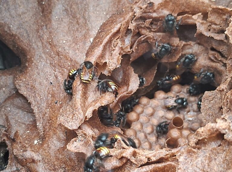 Sanidade das abelhas: trabalho da Cidasc garante proteção da saúde humana e da produção vegetal