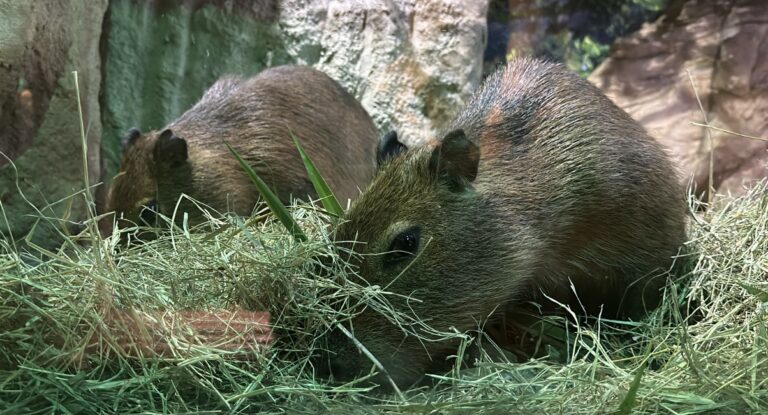 Dia da Mata Atlântica: cinco curiosidades sobre as capivaras, os maiores roedores do planeta