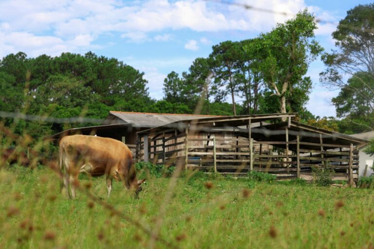 Crimes contra o agronegócio reduzem 9% em Santa Catarina no primeiro quadrimestre de 2026
