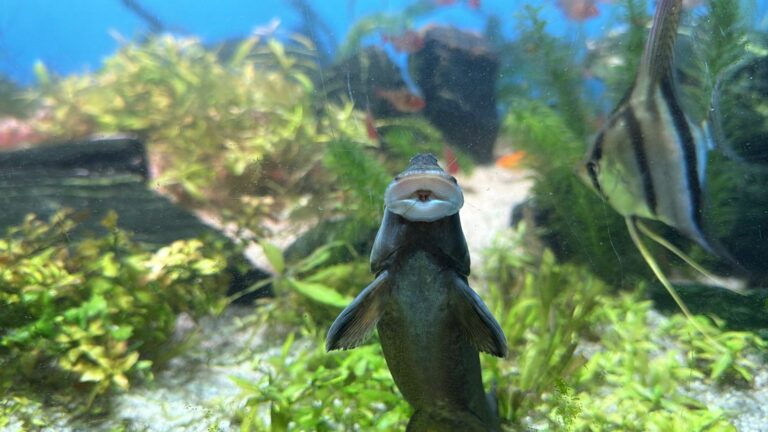 No Dia do Trabalhador, animais que atuam na “limpeza do mar” são destaque em aquário de Santa Catarina