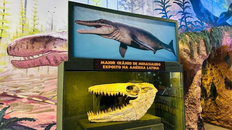 Acervo em parque temático de dinossauro em SC reúne fósseis raros e investe em experiências imersivas