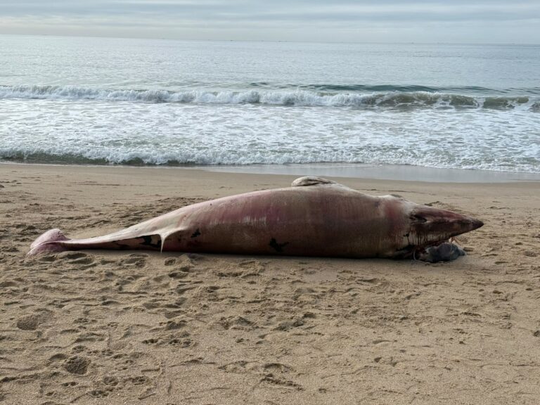 Baleia-minke é encontrada morta na Praia do Buraco