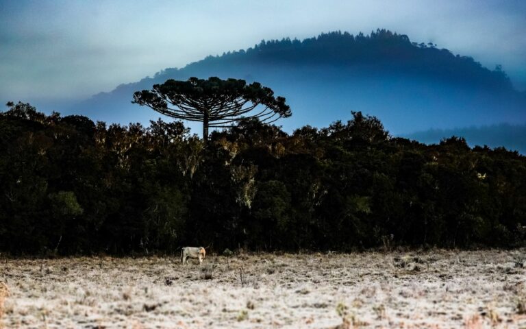 Primeira semana do inverno é marcada por frio intenso em Santa Catarina