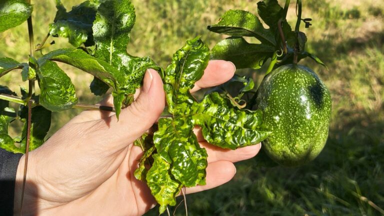 Vazio do maracujá orienta sobre manejo e eliminação correta de plantas