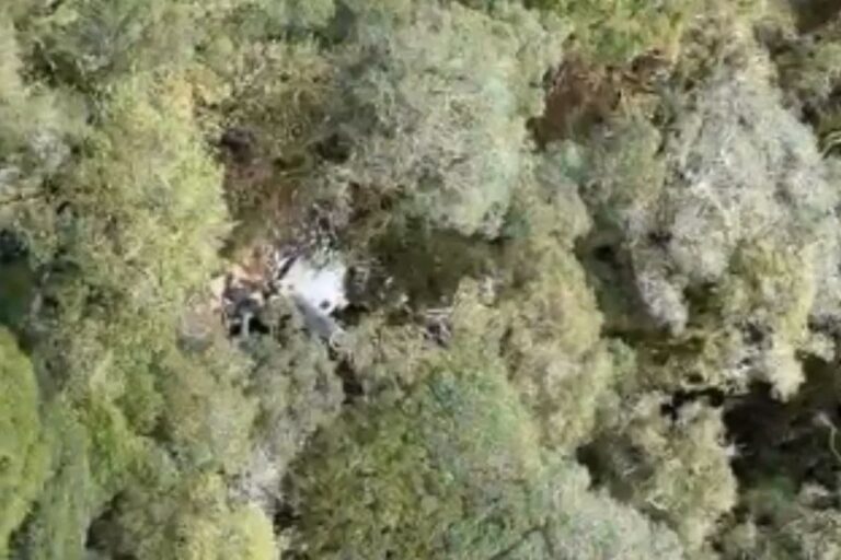 Destroços de helicóptero encontrados em mata em SC. Não há sobreviventes.