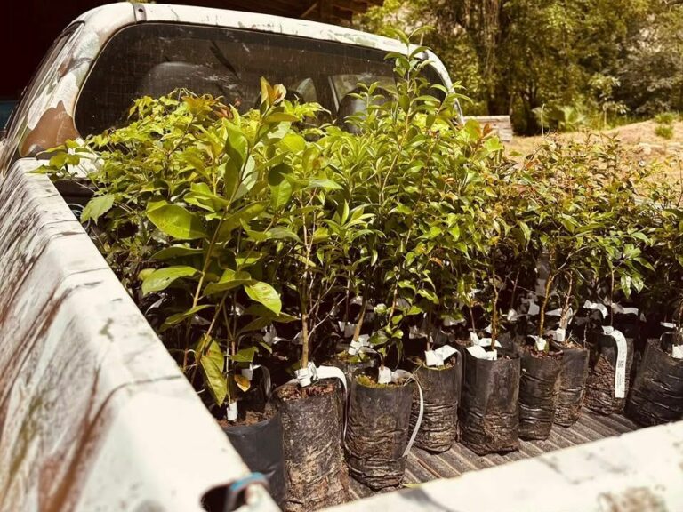 Camboriú celebra Dia da Árvore com oficina de pinturas com tintas naturais